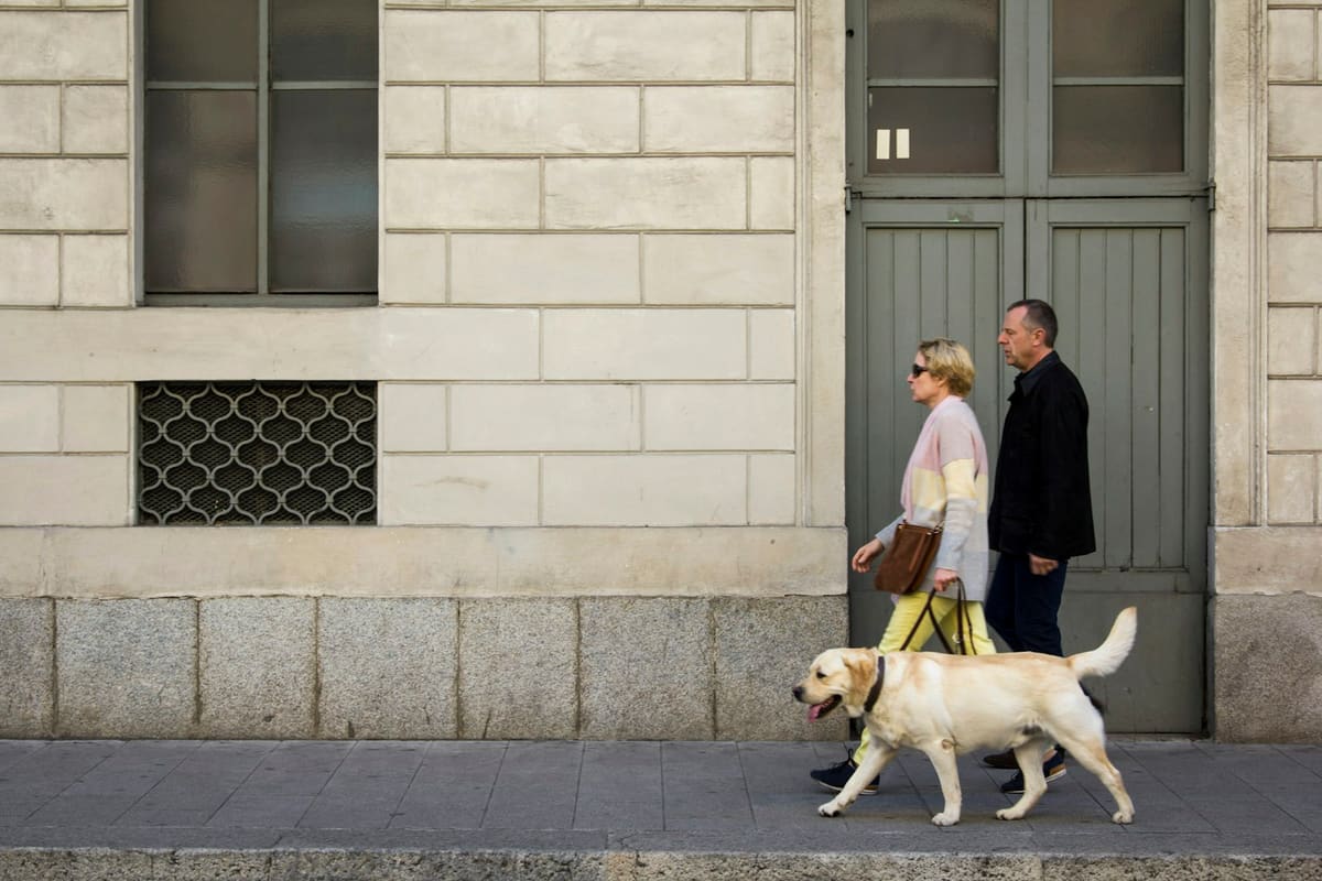 Zwei Personen gehen mit einem Labrador auf dem Gehweg spazieren